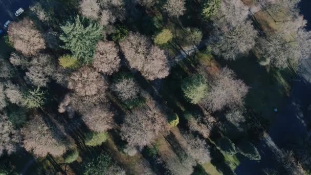 Top Zicht Bomen Het Kleine Park Tijdens Val Canada — Stockvideo