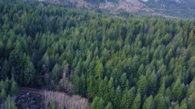 Yeşil çam ağaçlarının üzerinden uç. Ormanda da küçük bir demiryolu.