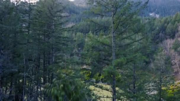 흐르는 소나무의 꼭대기에서 바닥까지 내려간다 — 비디오