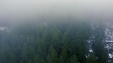 Hafif sisle kaplı yeşil çam ağaçlarının insansız hava aracı görüntüsü.