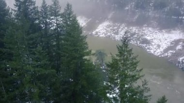 Büyük çam ağaçlarının arkasındaki nehrin açılışı.