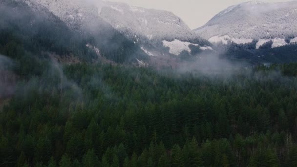 在覆盖着晨雾和背景雪峰的绿林上空飞翔 — 图库视频影像