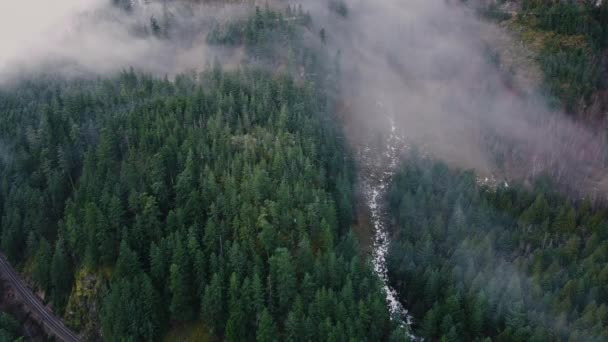 Volar Sobre Pinos Verdes Cubiertos Con Niebla Mañana — Vídeos de Stock