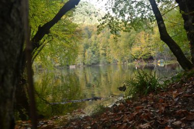 yeşil, doğa, manzara, ağaç, güneş ışığı, orman, çevre, açık hava, yaz, güneş, bitki, mevsim, arka plan, çimen, sahne, doğal, gökyüzü, ilkbahar