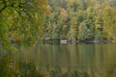 yeşil, doğa, manzara, yaz, çevre, bahar, orman, ağaç, güneş ışığı, arkaplan, mevsim, güzel, güneşli, park, doğal
