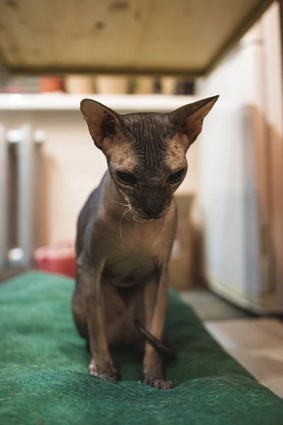 Sphynx cat, Sgombro bruno tabby — Foto Stock