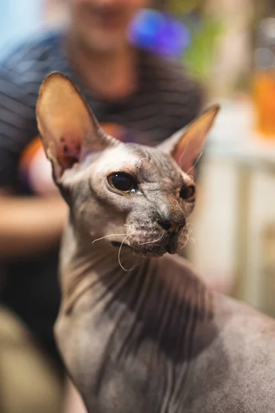 Sphynx cat, makrela brunatna — Zdjęcie stockowe