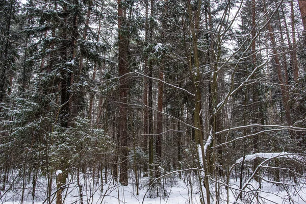 Winter in Northern Europe forest