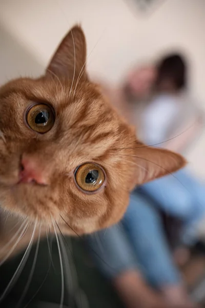 ジンジャー猫がカメラを覗き — ストック写真