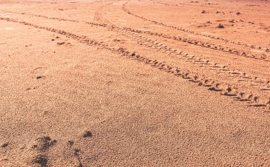 Kumsalda araba izleri.