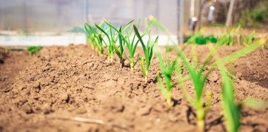 Sarımsak arka arkaya güneşte