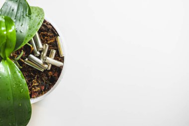 Piller, beyaz arka planda bir çiçekle bir çömlekteki toprağı kirletir.