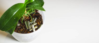 Piller, beyaz arka planda bir çiçekle bir çömlekteki toprağı kirletir.