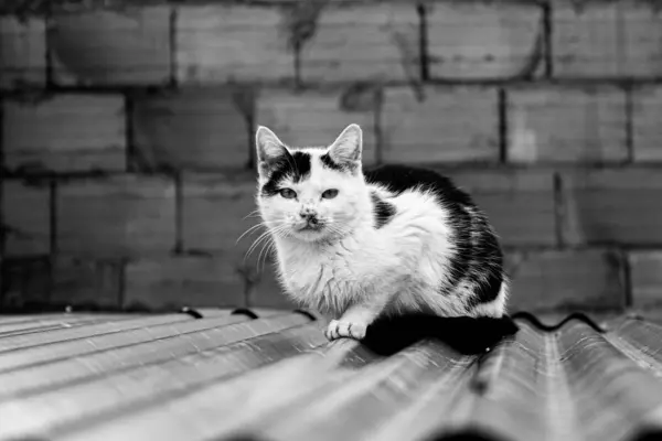 Gato Una Cerca — Foto de Stock