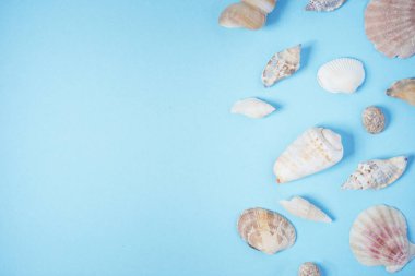 mavi arka planda deniz kabukları