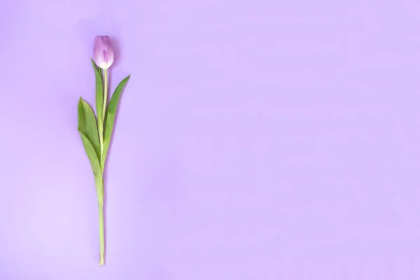 Purple tulips on the purple background — Stock Photo, Image