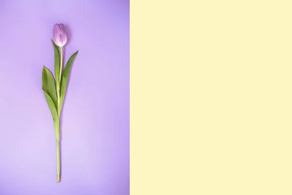 Purple tulips on the purple background — Stock Photo, Image