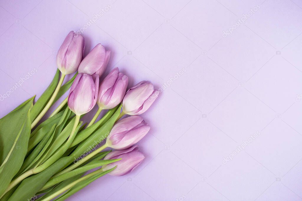 Purple tulips on the purple background
