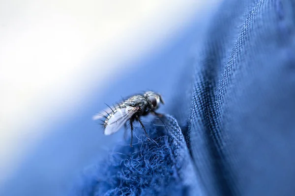 Little fly on the coat macro — Stockfoto