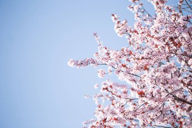 Çiçekli kiraz dalları ve mavi gökyüzü