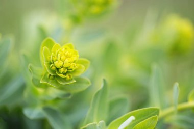 Sarı ve yeşil renkli güzel yeşil bitki.