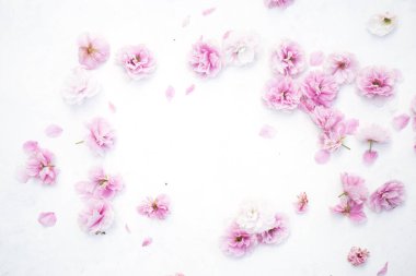 Güzel sakura yaprakları Kiraz çiçekleri