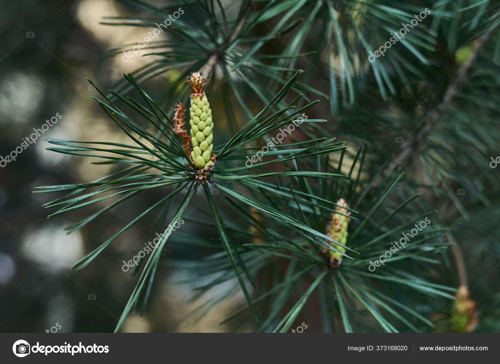 Tunas Muda Pohon Pinus Pada Besar Bokeh Latar Belakang Dengan Stok Foto C Lexmorozoff 373168020