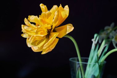 Sarı laleler siyah arkaplanda cam vazoda çiçek açıyor.  
