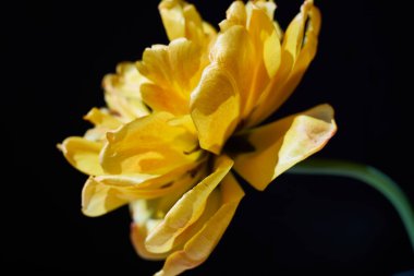 Siyah arkaplanda makro yatay yönelimde sarı laleler çiçek açıyor