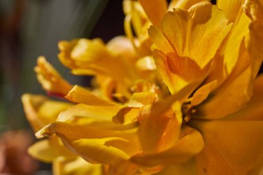 Sarı laleler makro manzarada çiçek açıyor.