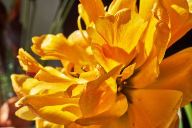 Sarı laleler arka planda bir sürü bokeh ile makro manzara yöneliminde çiçek açıyor