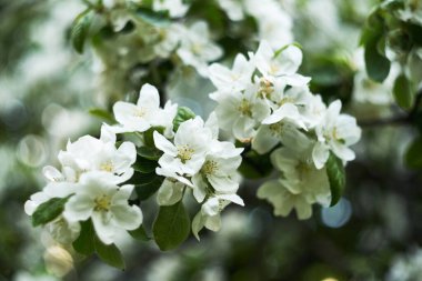 Kiraz çiçekleri ve bahar çiçekleri büyük bir bokeh manzarası ile kaplanıyor.