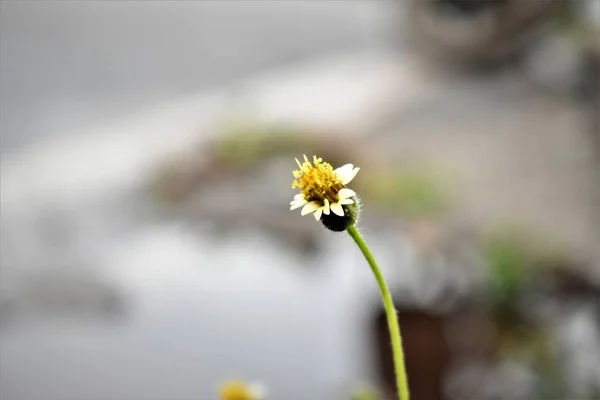 Flor Pequena Mais Bonita Flor Grande — Fotografia de Stock