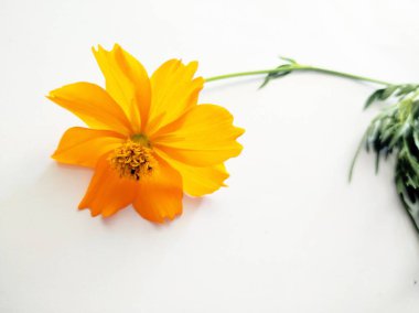 Orange cosmos flower isolated on white background clipart