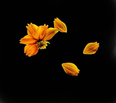 Orange cosmos flower isolated on white background clipart