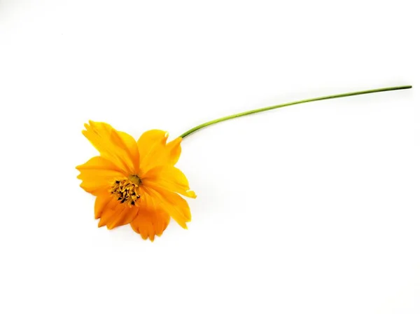 Orange Cosmos Flower Isolated White Bacrground — Stock Photo, Image