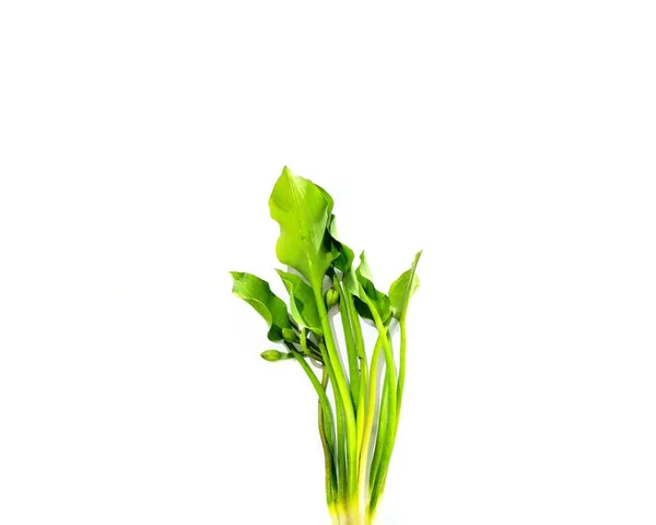 Limnocharis Flava Genjer Isolated White Background — Stock Photo, Image