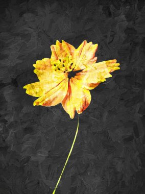 Turuncu Kozmos çiçek çizimi