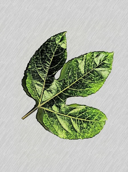 Green Leaf Illustration Background — Stock Photo, Image