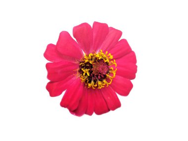 Çiçek zinnası kırmızısı beyaz arkaplanda izole