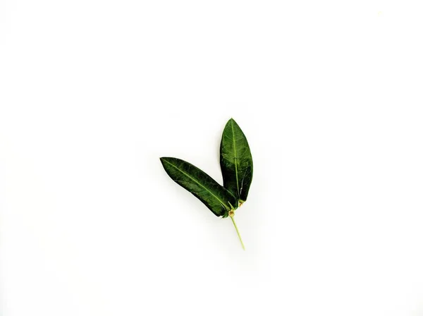 Green Leaves White Background — Stock Photo, Image