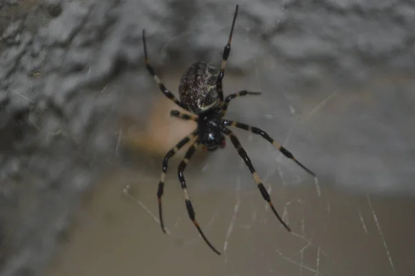 Araignée Assise Sur Toile Gros Plan — Photo