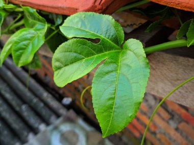 Arkaplanda yeşil yapraklar, kapat