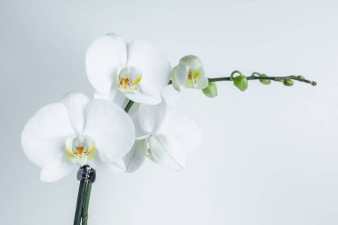 Beyaz orkide makroyu izole eder. Beyaz arka planda tropik çiçekler. Phalaenopsis orkide düğün kartı