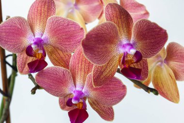 Beyaz arka planda pembe falaenopsis orkidesi. Egzotik Orkide Çiçekleri Macro