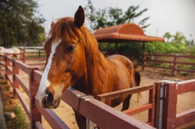 Genç At yakından, meraklı hayvan. At kafası, komik at. Kahverengi at yakın plan. Çiftlik hayvanları.
