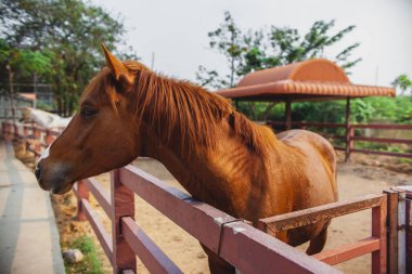 Genç At yakından, meraklı hayvan. At kafası, komik at. Kahverengi at yakın plan. Çiftlik hayvanları.