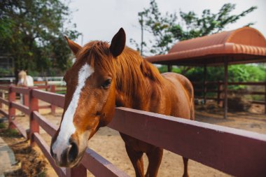 Genç At yakından, meraklı hayvan. At kafası, komik at. Kahverengi at yakın plan. Çiftlik hayvanları.