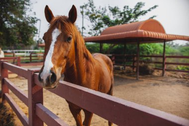 Genç At 'ın kafası yakın, meraklı hayvan. At kafası, komik at. Kahverengi at yakın plan. Çiftlik hayvanları.