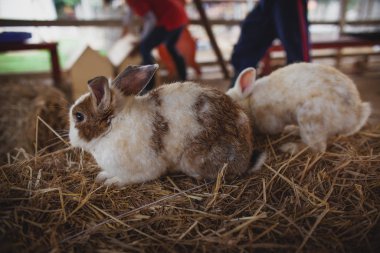 Şirin tavşan samanlıkların üzerinde oturuyor. Paskalya tavşanı